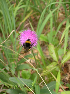 Bergdistel