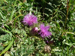 Staengellose Kratzdistel