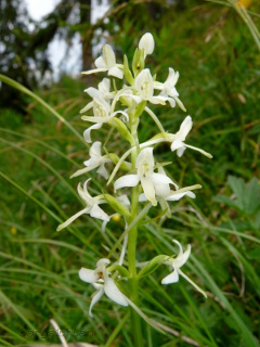 Weiße Waldhyazinthe