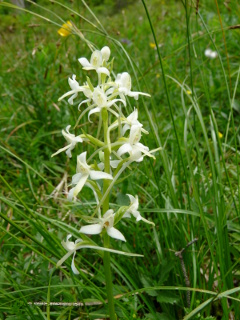 Weiße Waldhyazinthe