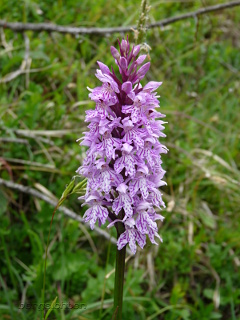 Fuchssches Knabenkraut