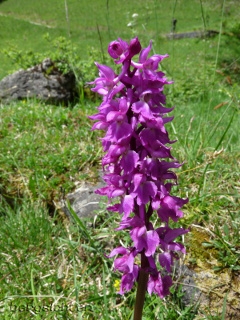 Männliches Knabenkraut