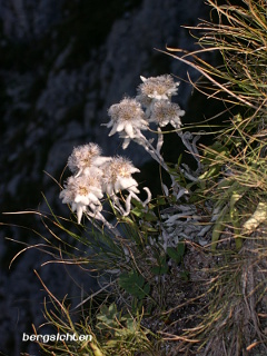Edelweiß