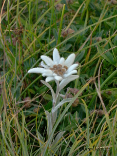 Edelweiß