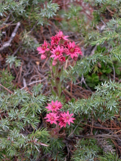 Filzige Spinnweb-Hauswurz