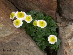 Gletscher-Hahnenfuß