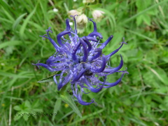 Halbkugelige Rapunzel