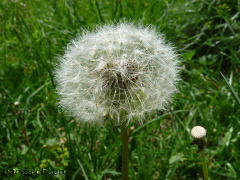 Pusteblume