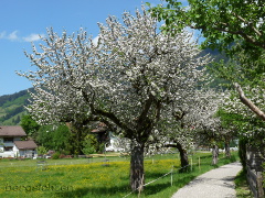 Blühender Obstbaum in Bad Oberdorf