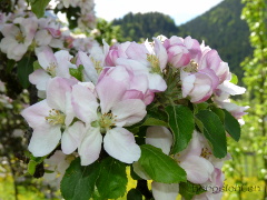 Obstblüte