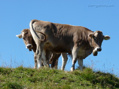 Kühe am Berg
