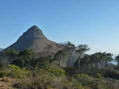 Lionshead